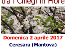 Passeggiata ciliegi in fiore Ceresara Mantova 2017