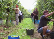 Prosecco Valdobbiadene (TV)