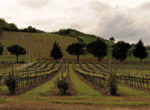 Tenuta Casali Mercato Saraceno (FC)