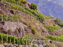 Terrazzamento Valtellina Vini